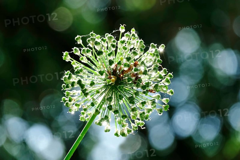 Ornamental garlic