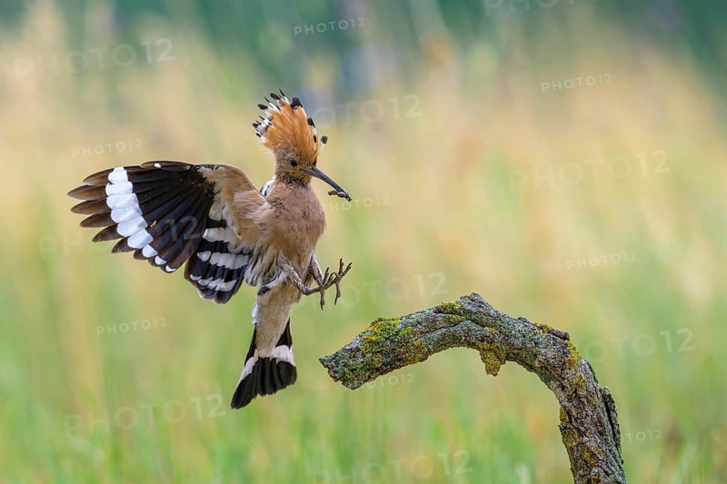Hoopoe