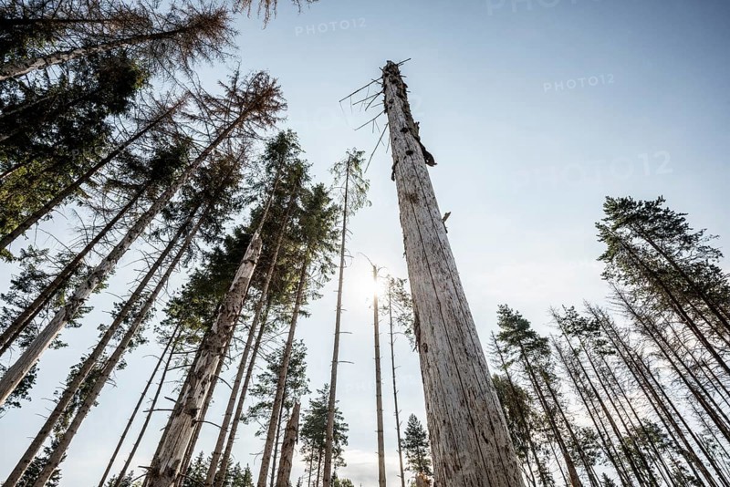 Dead spruces