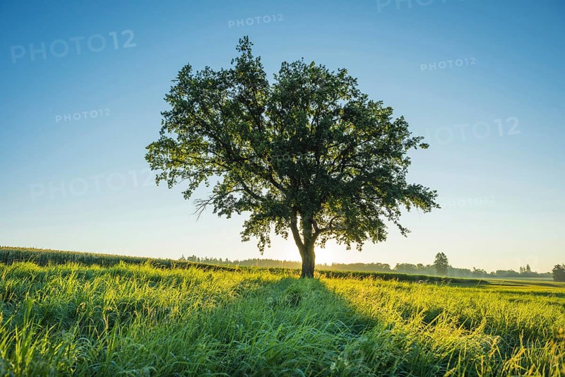 Old English oak