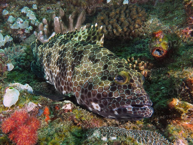 Snoubnose grouper