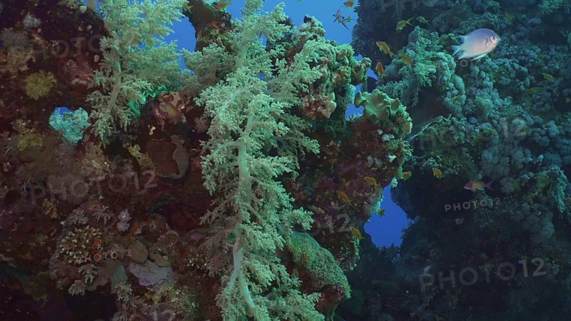 Beautiful coral reef in rays of the morning. Colorful tropical fish swims near soft and hard corasat sunrise. Life on coral reef under sun rays at dawn