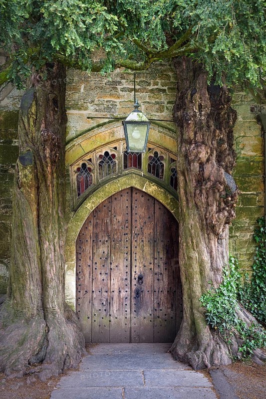 Two old english yew