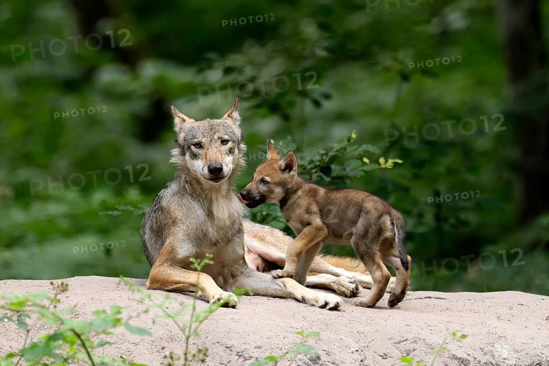 European gray wolf