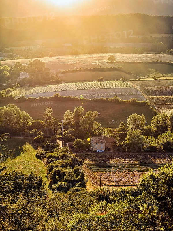 Typical cultural landscape with lavender fields in the evening light