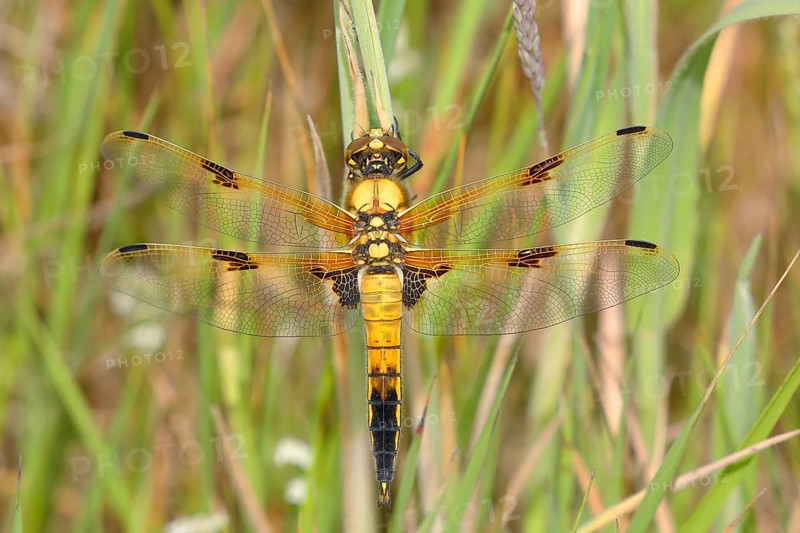 Four-spotted chaser
