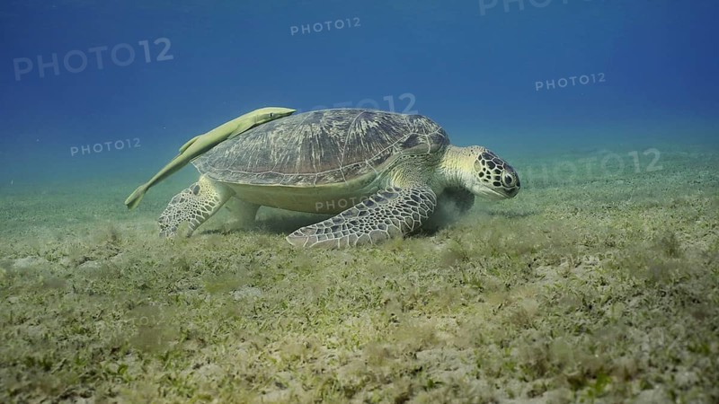 Wide-angle shot of Sea turtle grazing on the seaseabed
