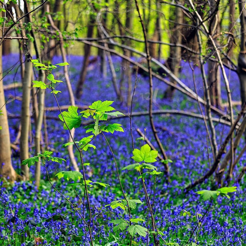 Leaf shoots in mixed deciduous forest