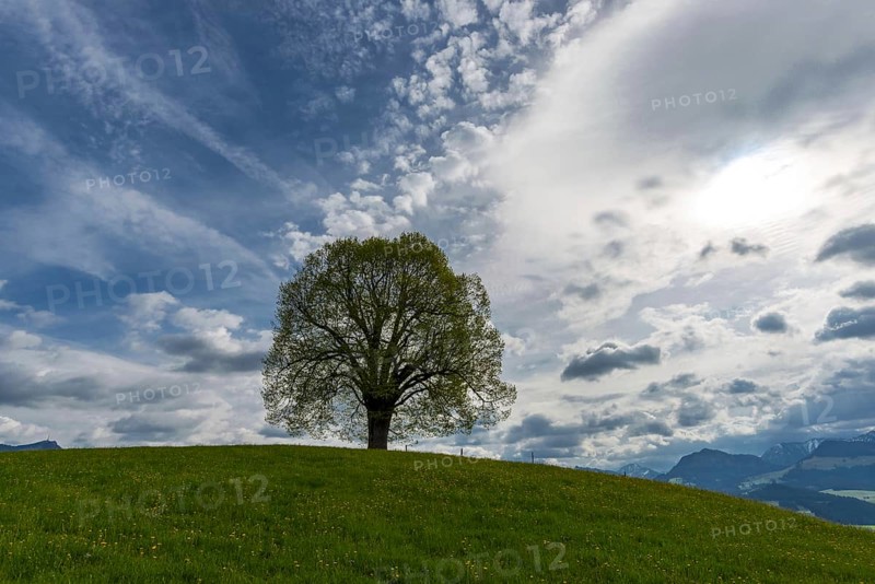 Peace lime tree