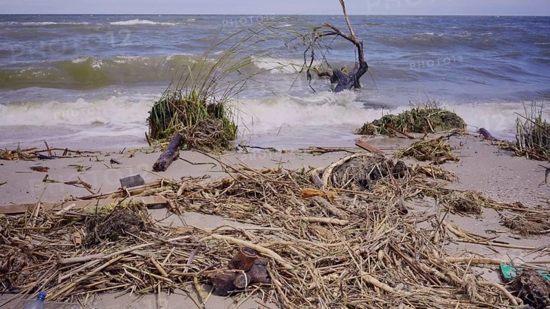 Trees with floating debris has reached Black Sea coastal zone in Odessa