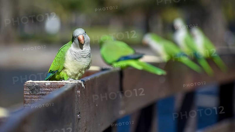 A group of free-ranging monk parakeets