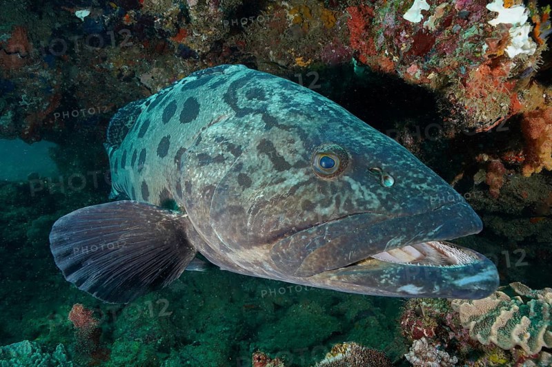 Potato grouper