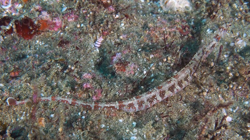 Network pipefish