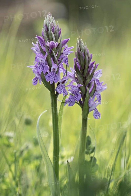 Southern marsh orchid
