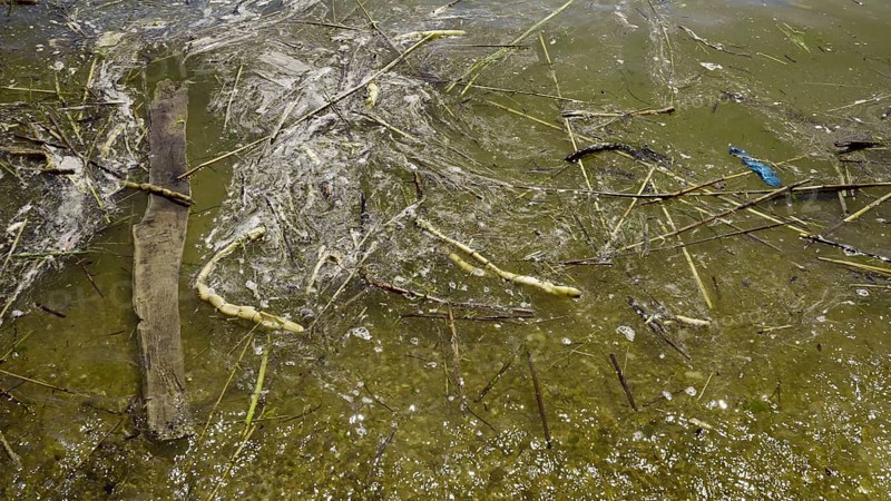 In Black Sea Blue-green algae blooms