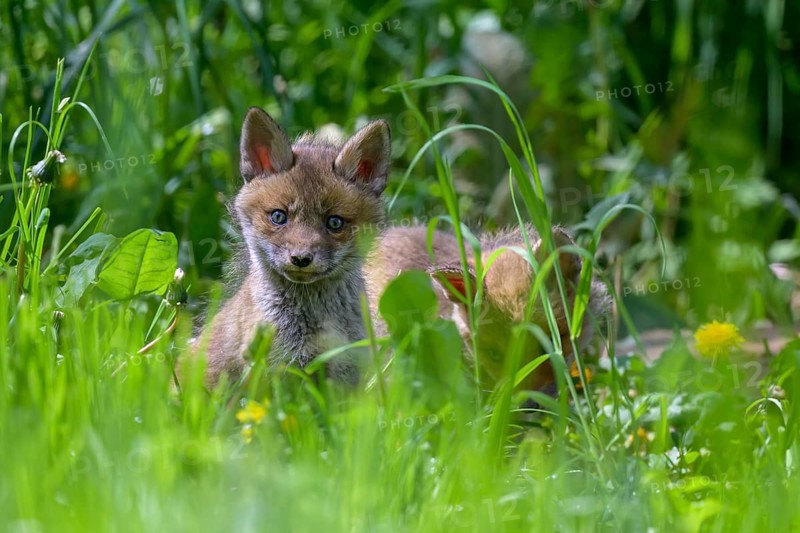 Young fox