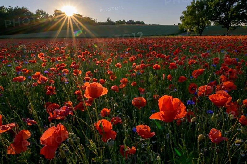 Poppy flowers