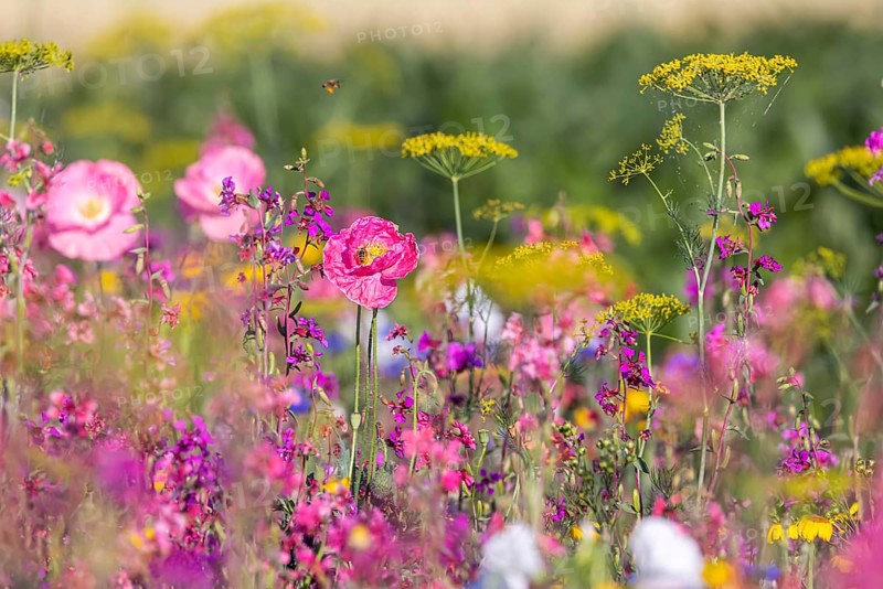 Flowering marginal strips next to agricultural monocultures