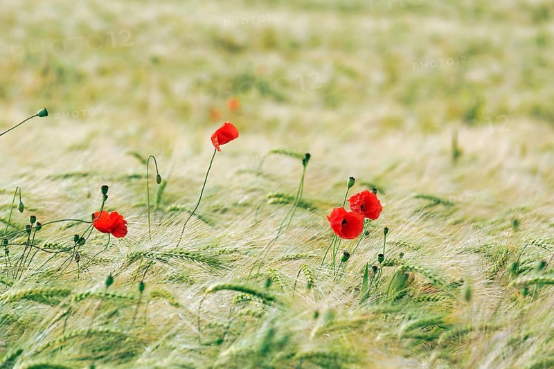 Poppy blossom
