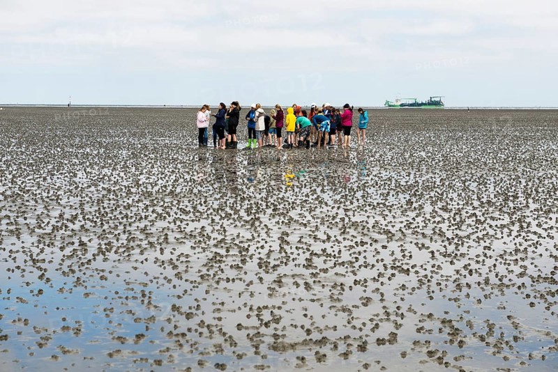 Waders
