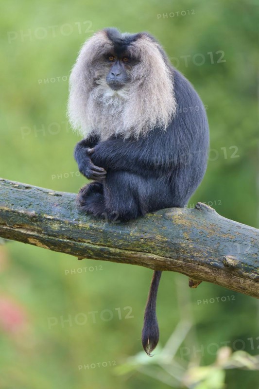 Lion-tailed macaque