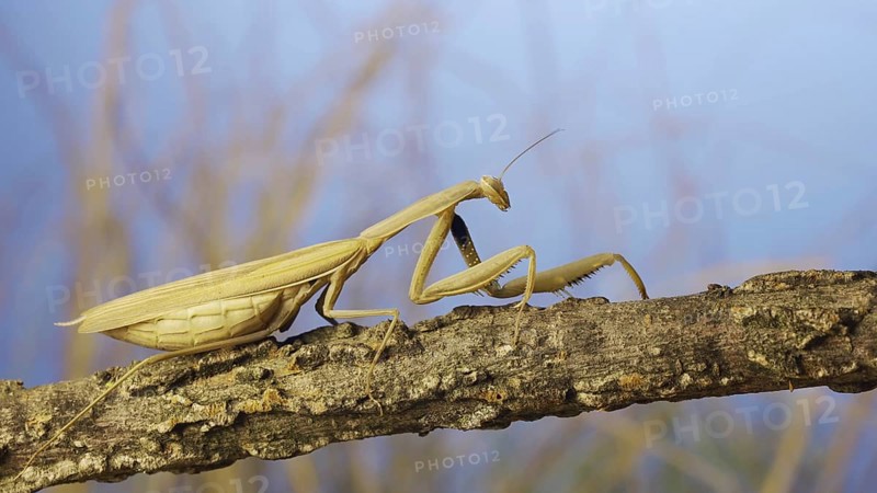 Big female praying mantis sitting on branch in the grass and blue sky background. European mantis