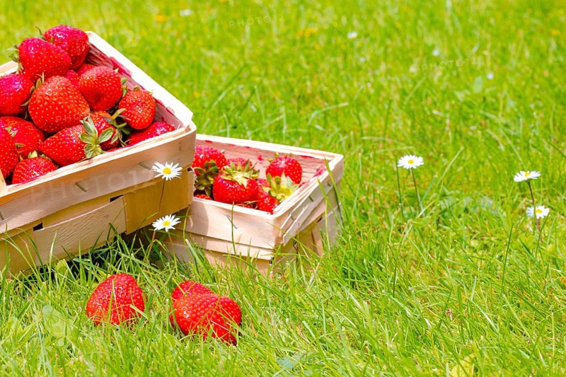 Baskets of strawberry
