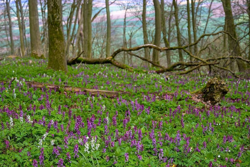 Hollow larkspur