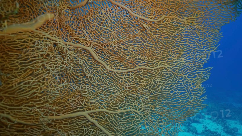 Close up of soft coral