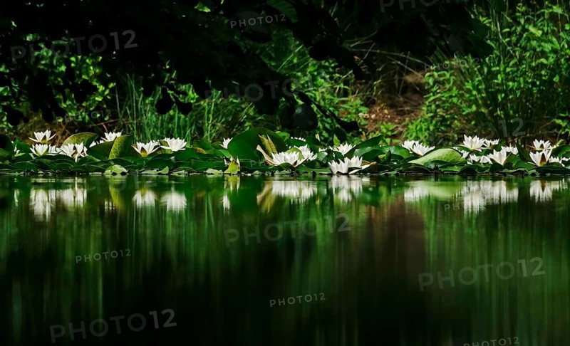 Picturesque white water lilies