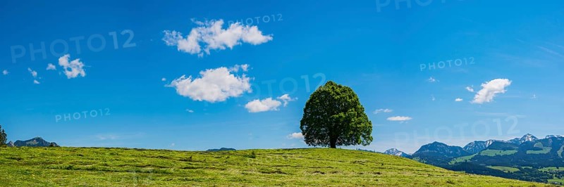 Peace lime tree