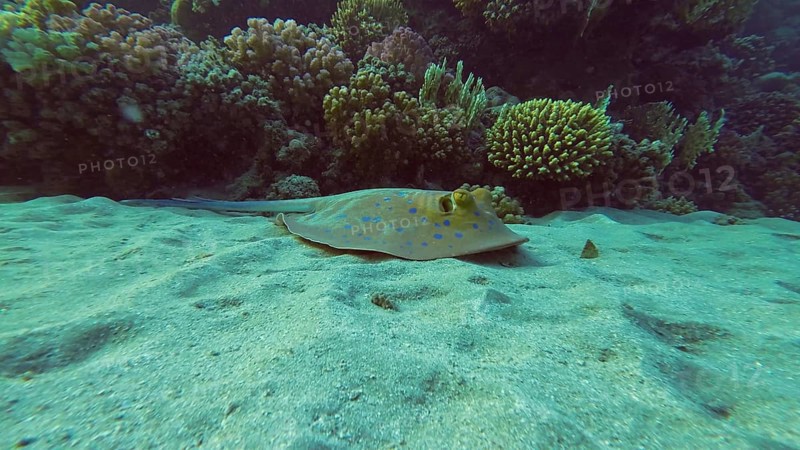 Blue spotted Stingray or Bluespotted Ribbontail Ray