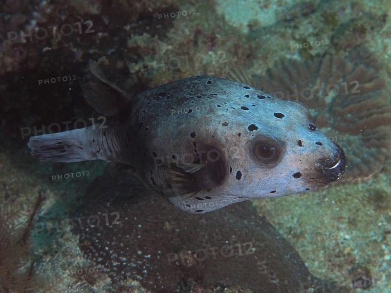 Blackspotted puffer