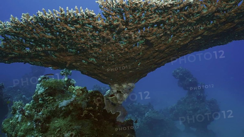 Texture and details of Table Coral