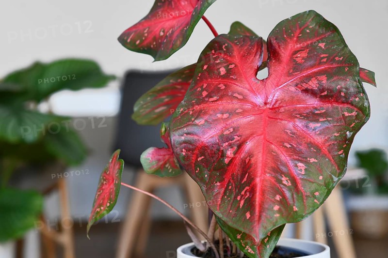 Leaf of exotic Caladium Red Flash houseplant