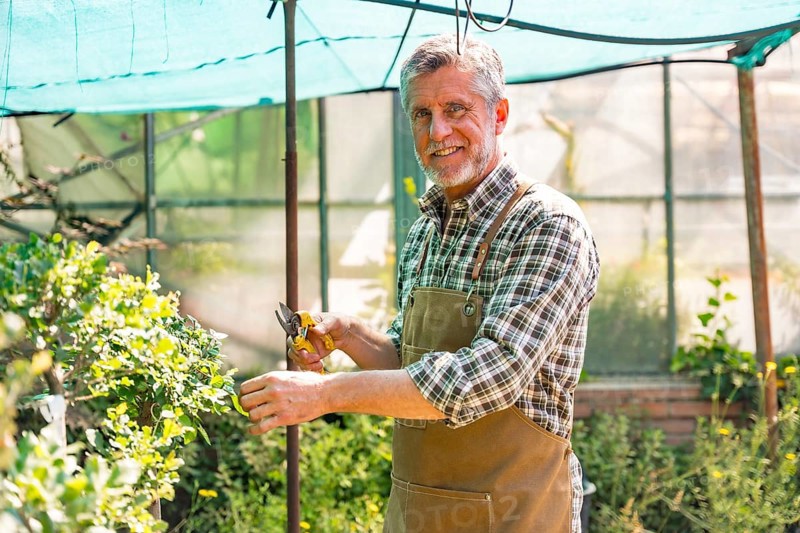 Portrait of elderly gardener working in a nursery inside the greenhouse checking the flowers