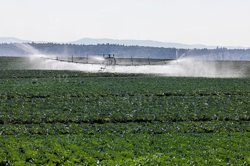 Dryness in the fields is causing problems for farmers and vegetable growers. Herb cultivation on the Filder near Filderstadt