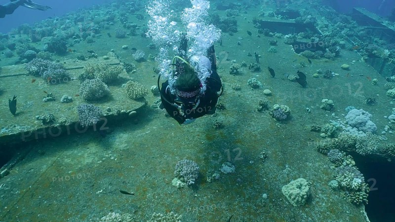Scuba diver swim above board with windows overgrown with corals on ferry Salem Express shipwreck