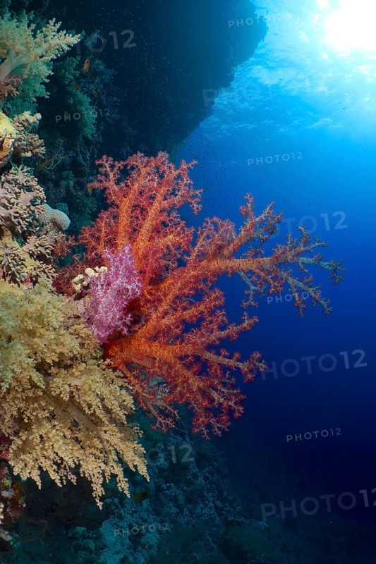 Hemprich's tree coral