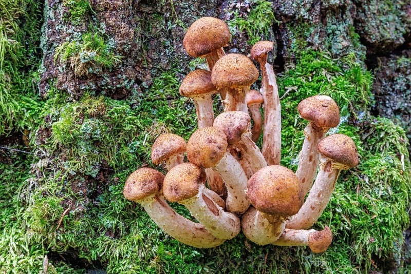Honey fungus
