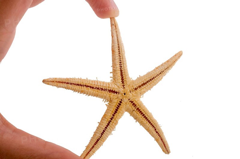Hand holding a Beautiful orange starfish on a white background