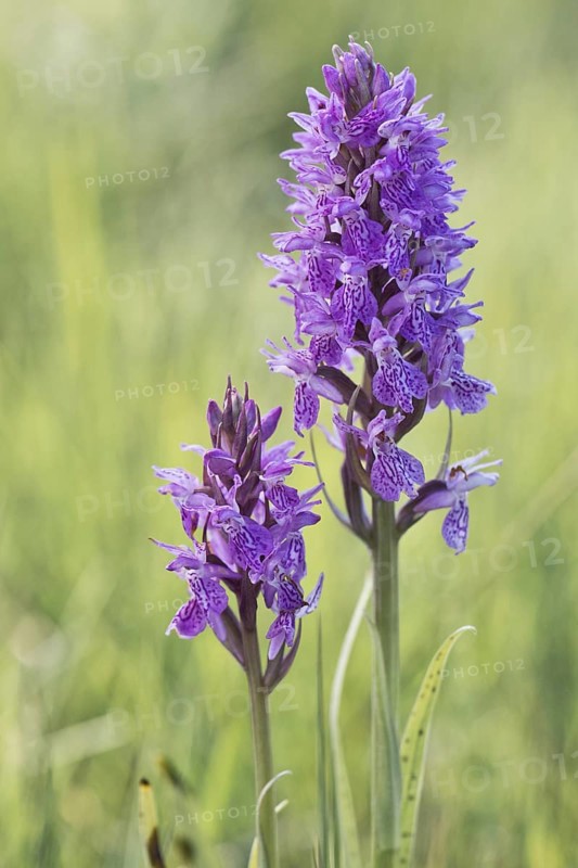 Southern marsh orchid