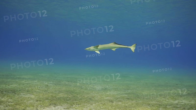 Common Remora fish swims in blue water. Lonely Sucker fish swimming in water column in shallow water in sunlights