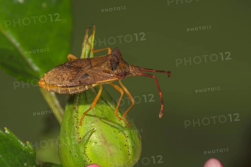 Brown edge bug