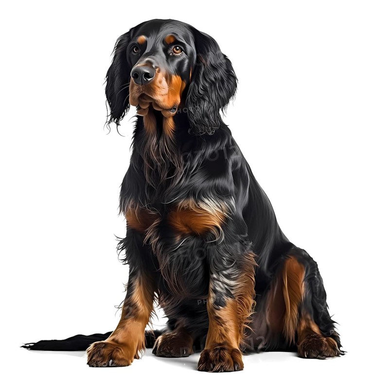 Gordon Setter