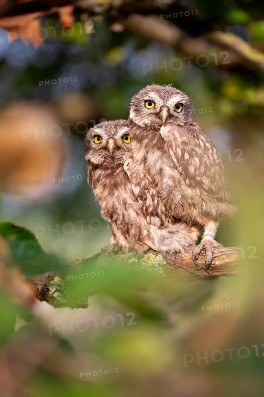 Little Owl