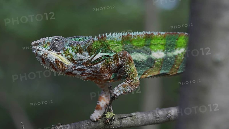 Bright Panther chameleon