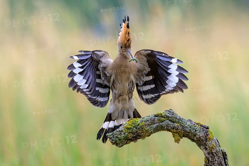 Hoopoe