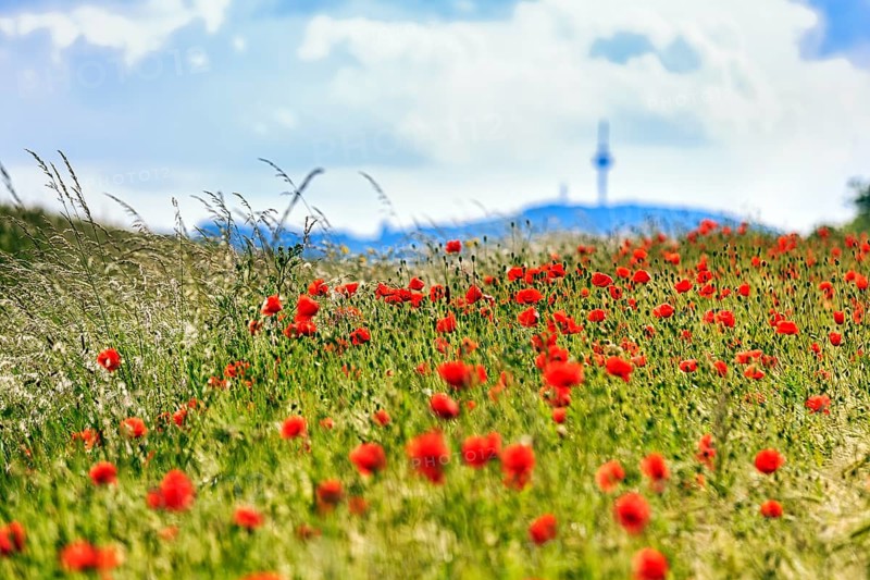 Corn poppy blossom in a barley field with a view of the telecommunications tower