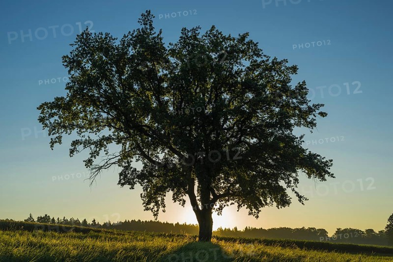 Old English oak